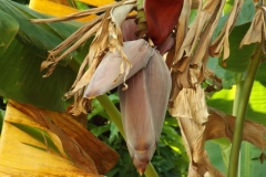 DSCF4070