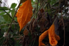 DSCF4125