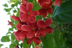 DSCF4126