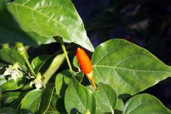 DSCF4129