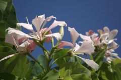 DSCF4147