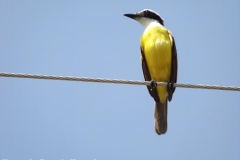 DSCF4295