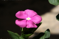 DSCF4310net