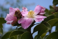 DSCF4440