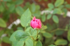 DSCF4446