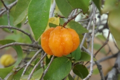 DSCF4466